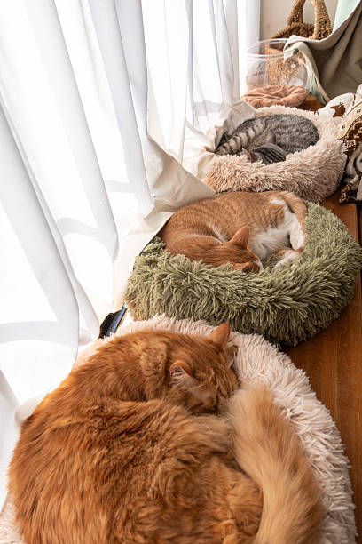best cat beds for indoor cats