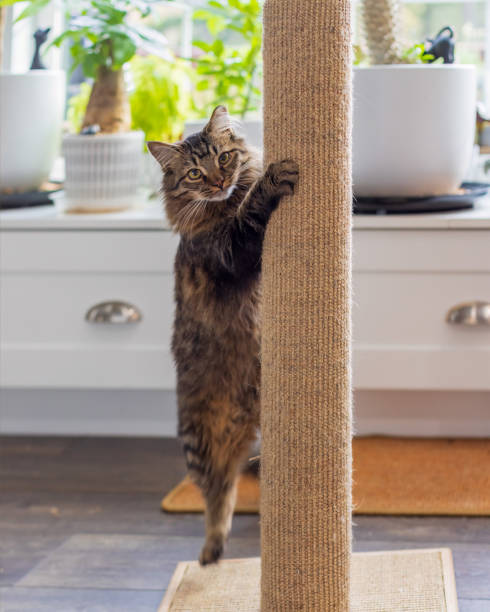 best cat scratchers